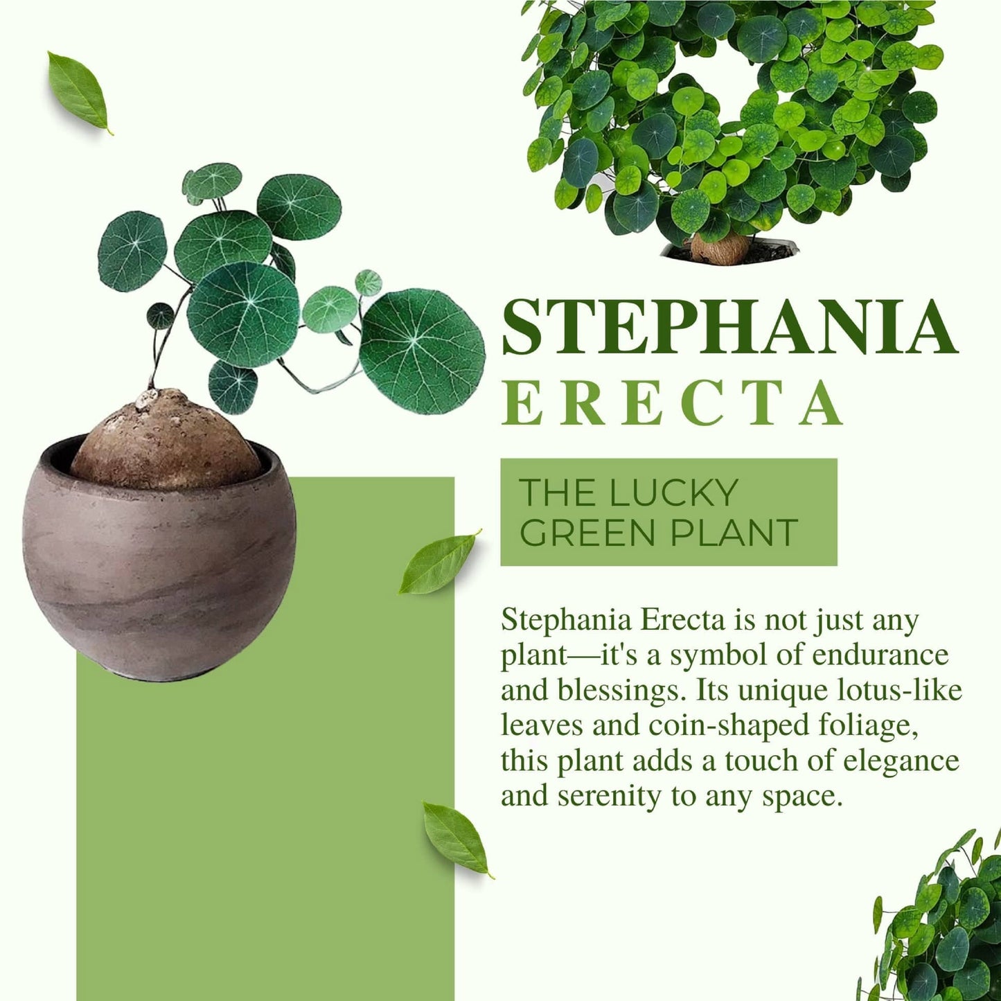 Caudexo™️Stephania Erecta Plant (Pack of 2)